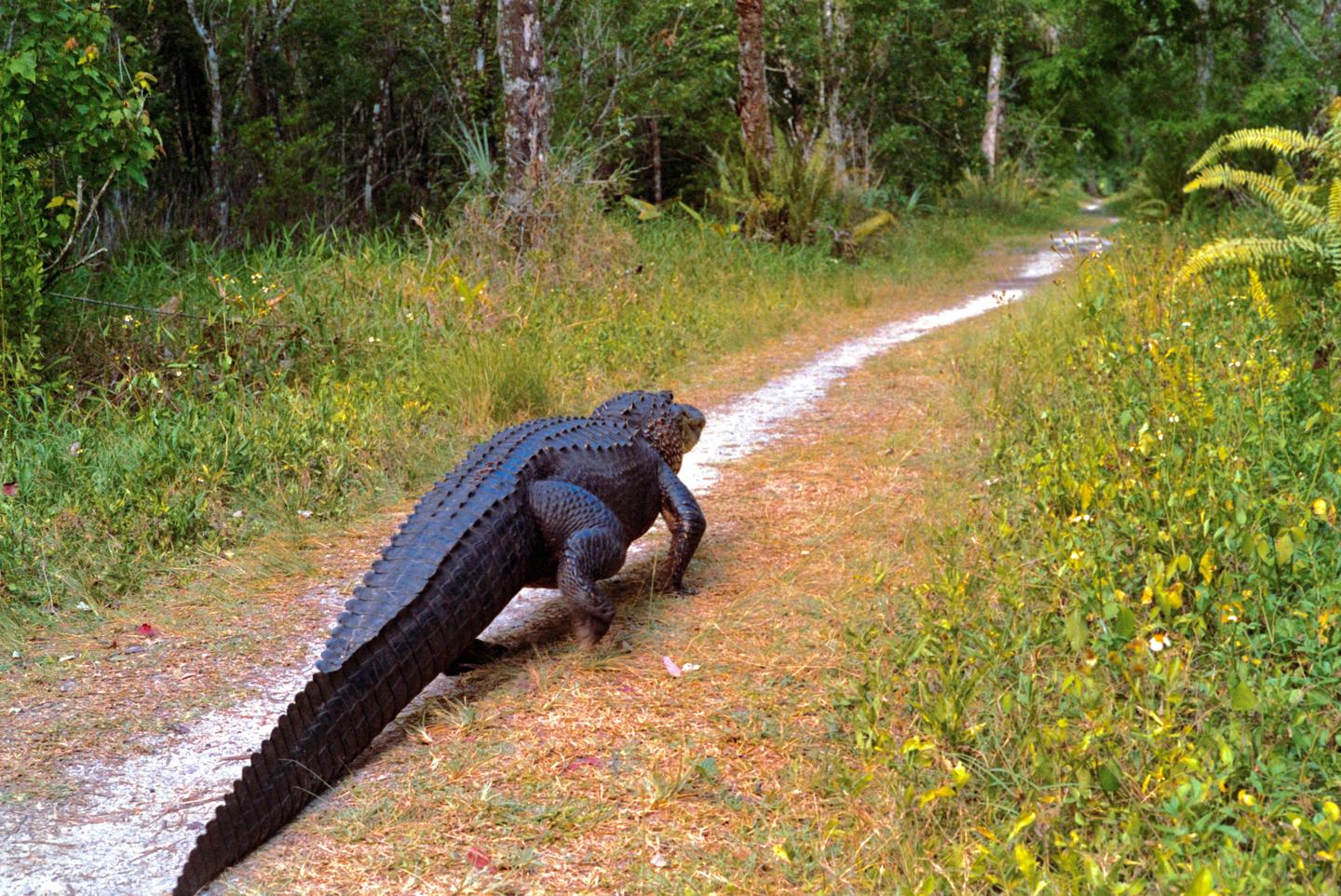 An alligator walks along a dirt path through a forest.