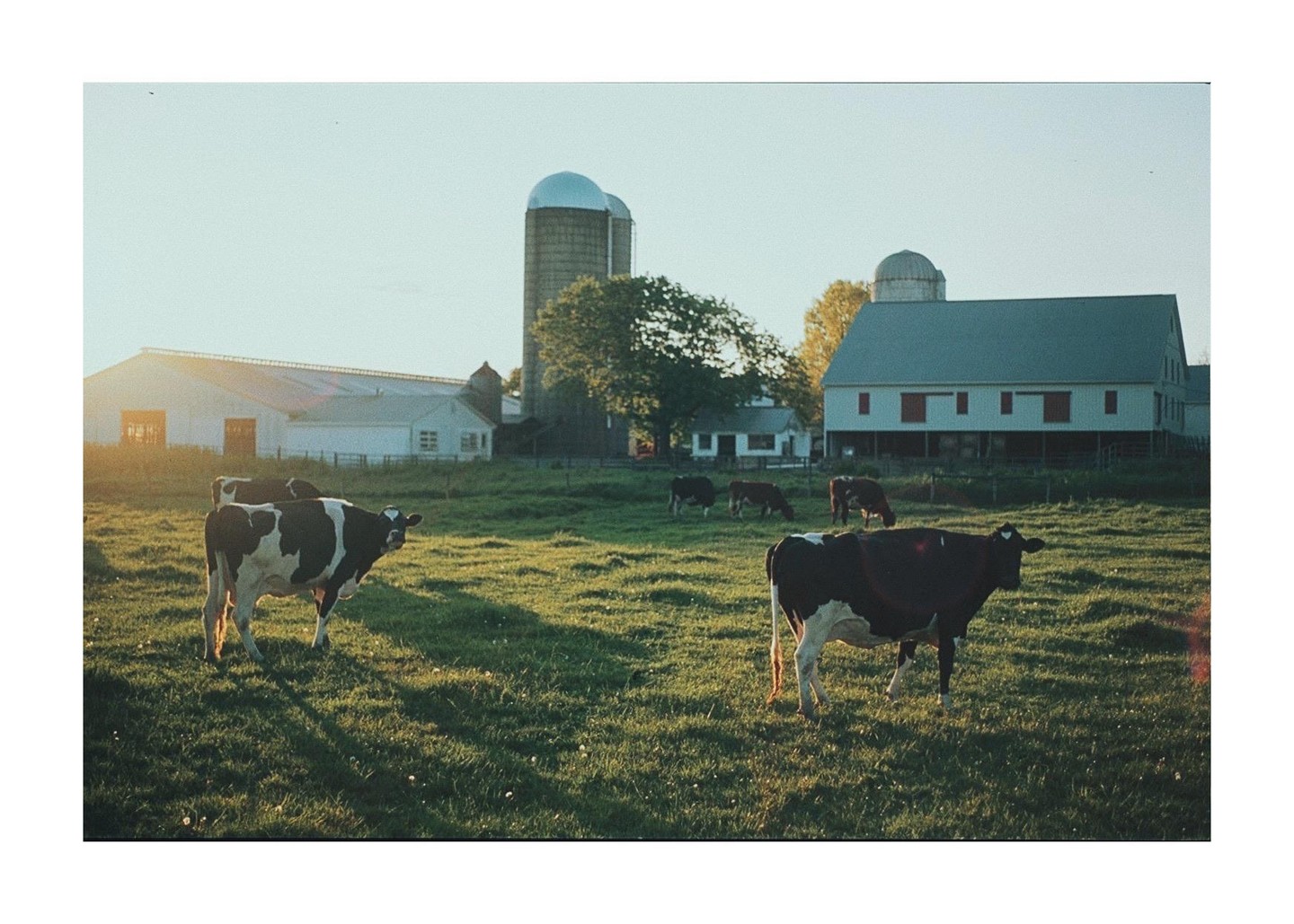 Several cows graze in a green pasture with farm buildings and silos in the background under a bright sky.