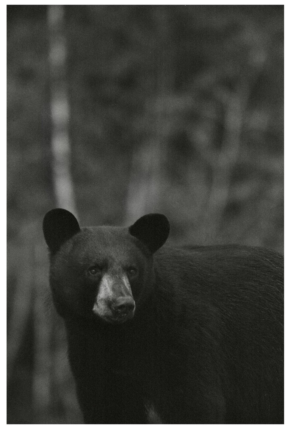 A black bear looks towards the viewer in a forest.