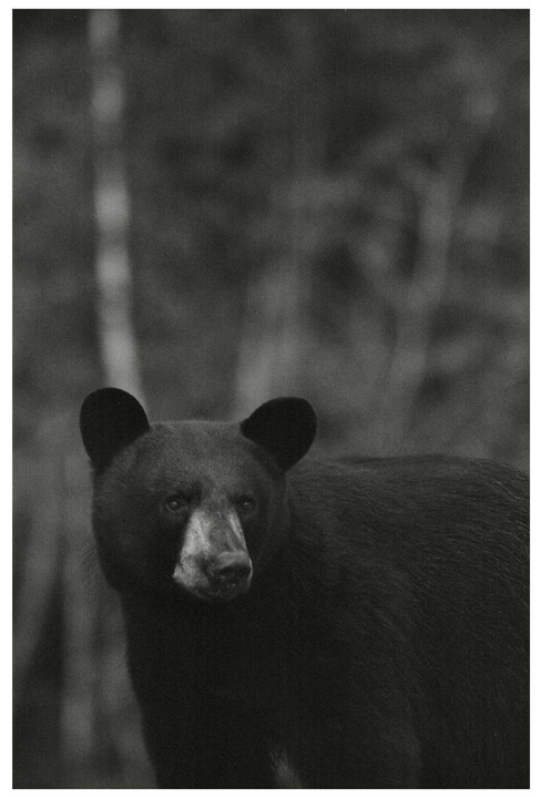 A black bear looks towards the viewer in a forest.