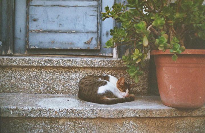 A cat sleeps curled up on a stone step next to a potted plant and a weathered blue door.