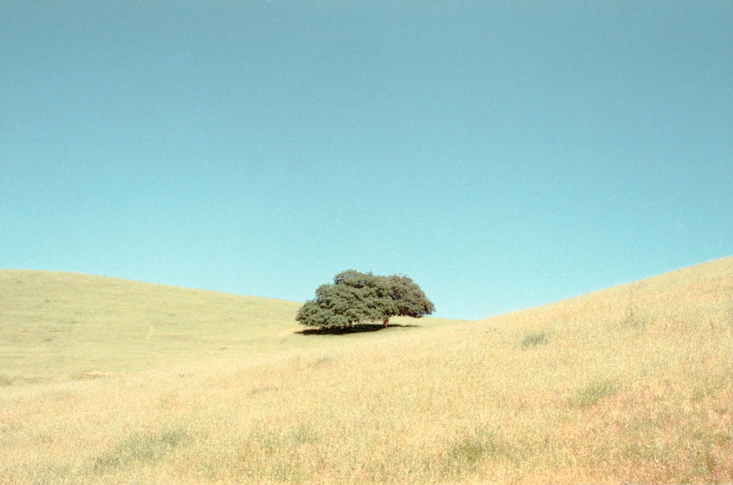 A single tree stands on a grassy hill under a clear blue sky.