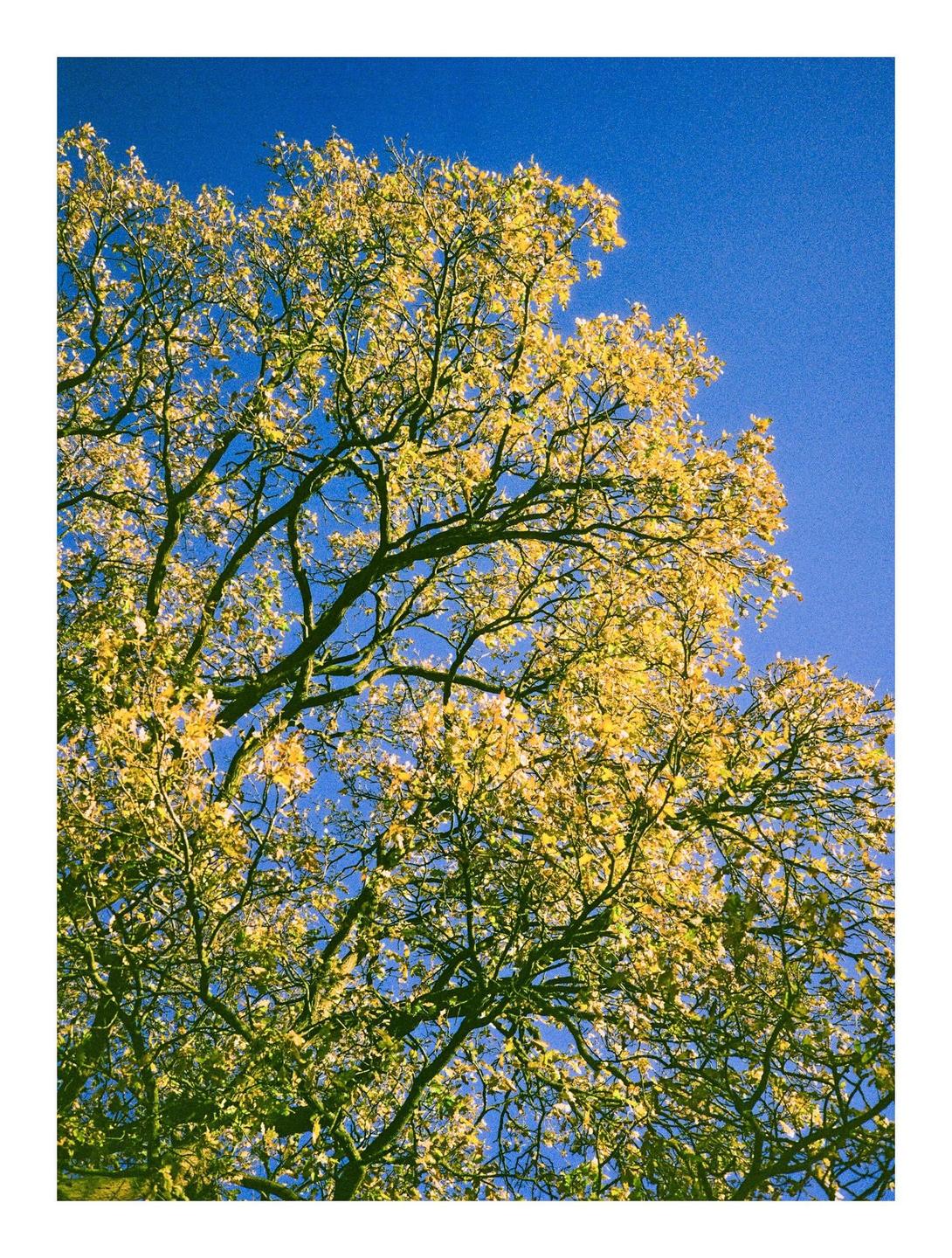 A tree with yellow leaves is set against a clear blue sky.