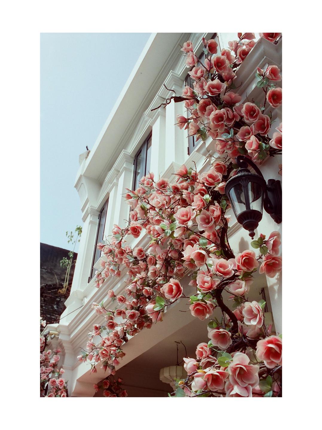 Pink flowers are draped over the side of a white building with a black lantern.