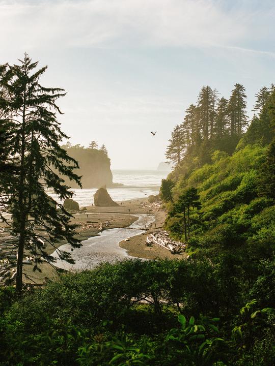 A bird flies over a beach with a river, driftwood, and people, surrounded by lush green trees and cliffs.