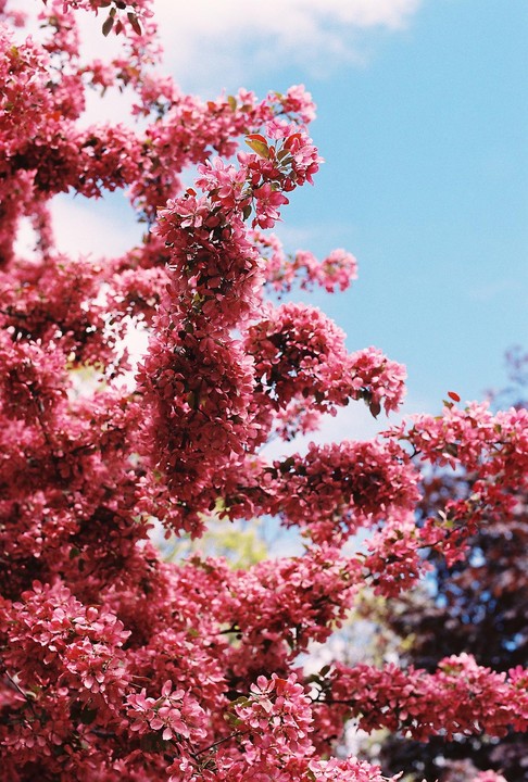 A tree with pink blossoms is photographed from below against a blue sky with white clouds.