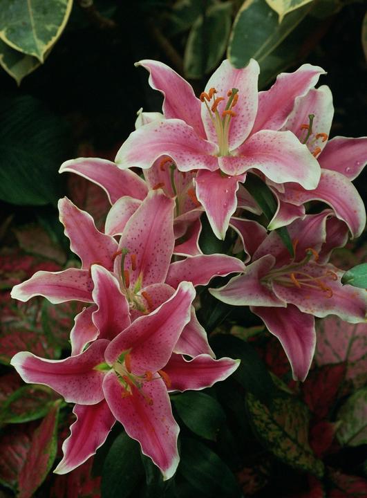 Several pink and white lilies with prominent stamens are surrounded by green and red foliage.