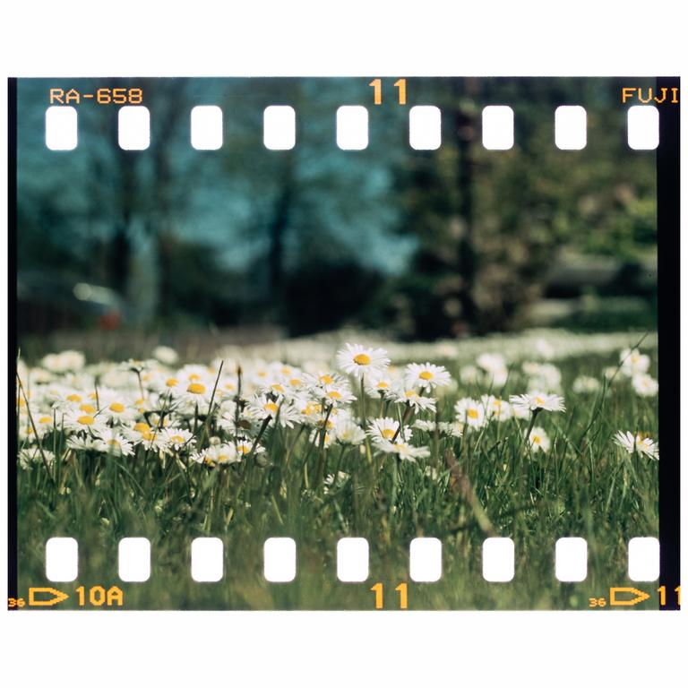 A field of white daisies with yellow centers grows in green grass.