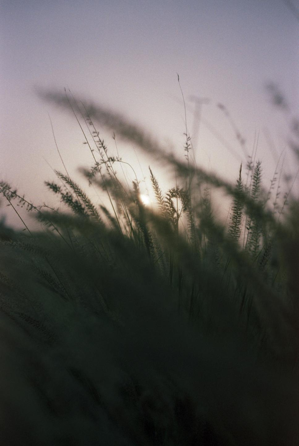 The sun is setting behind tall grass in a hazy landscape.