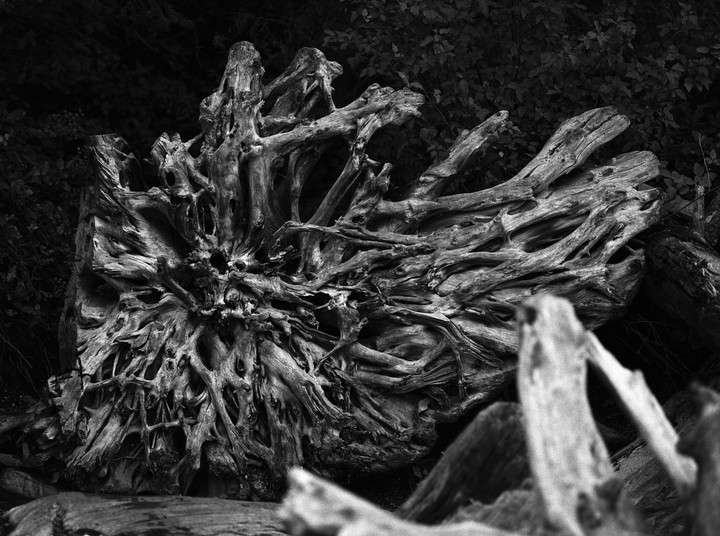 A large, gnarled tree stump with exposed roots lies on the ground in a forest.