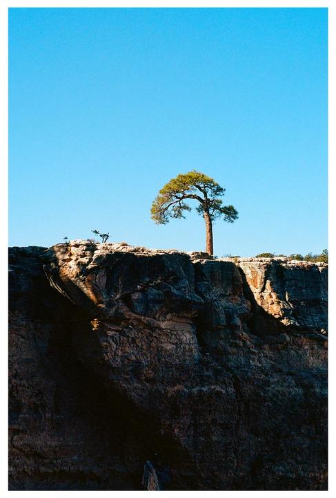 A single pine tree stands on a rocky cliff under a clear blue sky.