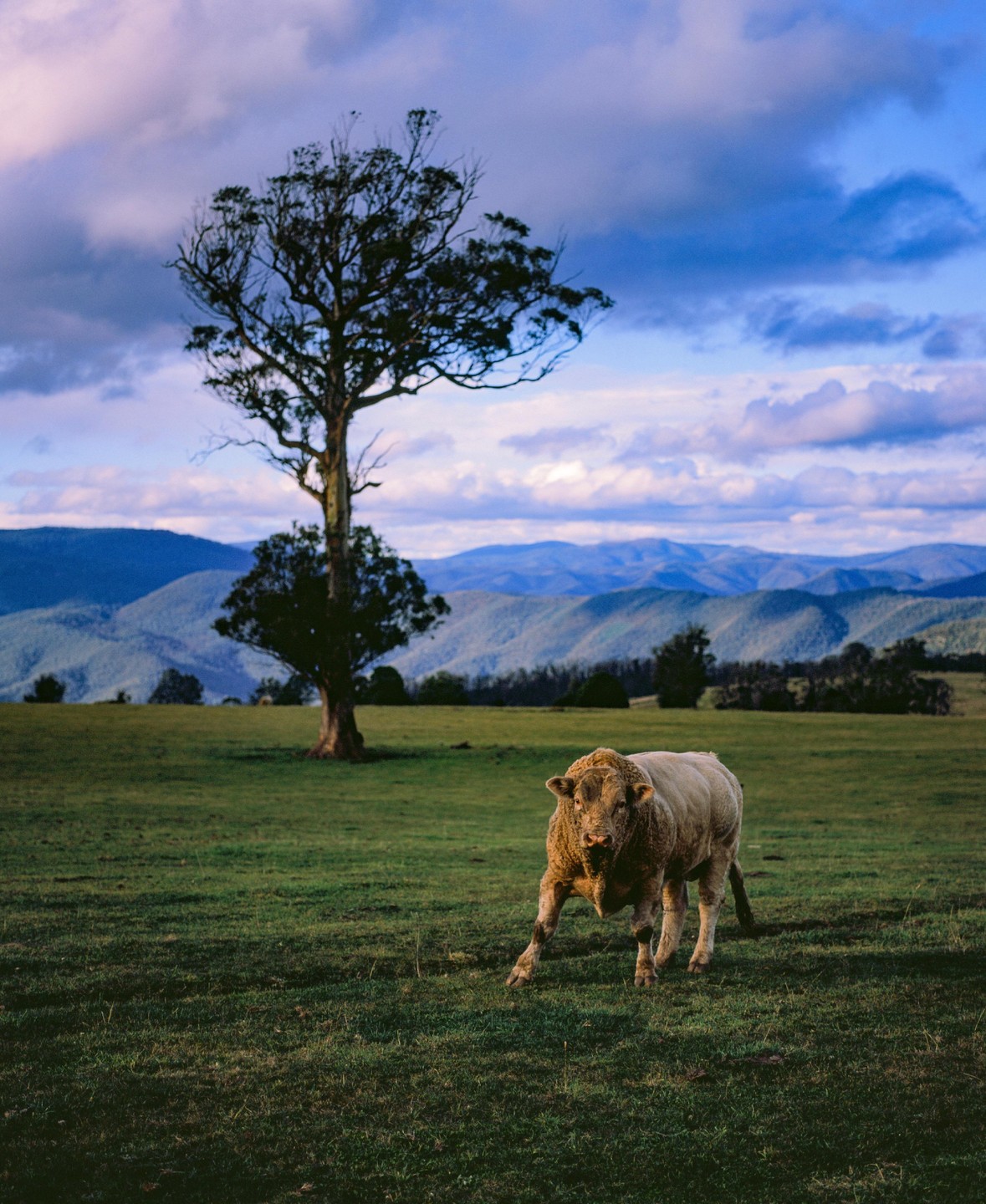 A charolais bull stands in a grassy field with a tree and mountains in the background under a cloudy sky.