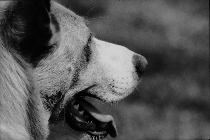 A dog with its mouth open and tongue out is captured in profile.