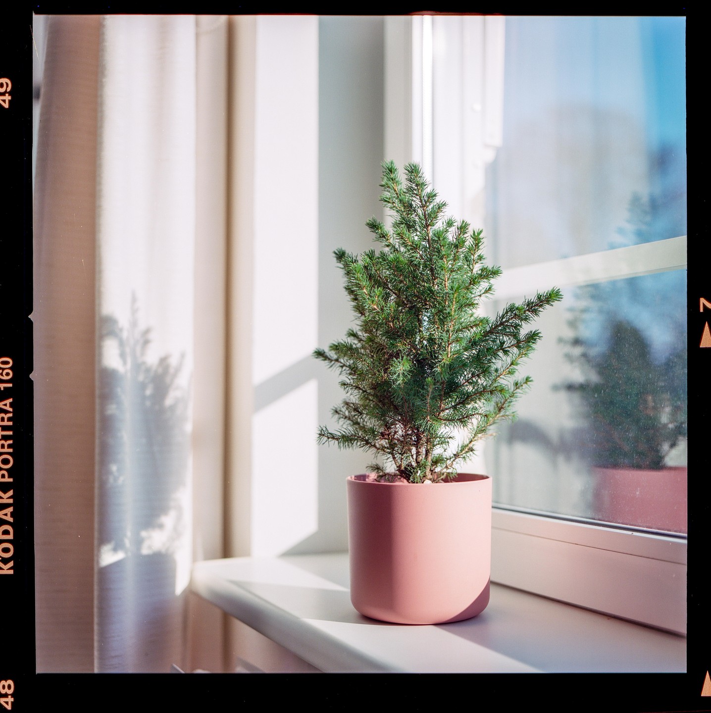 A small potted pine tree sits on a sunlit windowsill next to a white curtain.