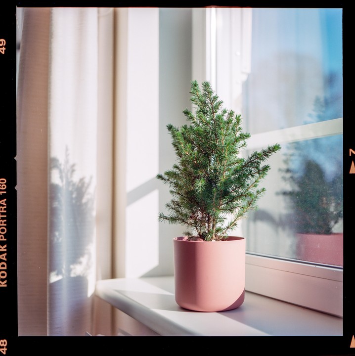 A small potted pine tree sits on a sunlit windowsill next to a white curtain.