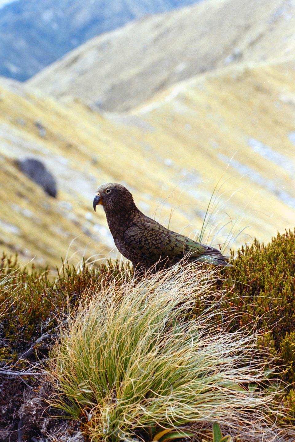 A kea stands in a field of grass and shrubs with mountains in the background.