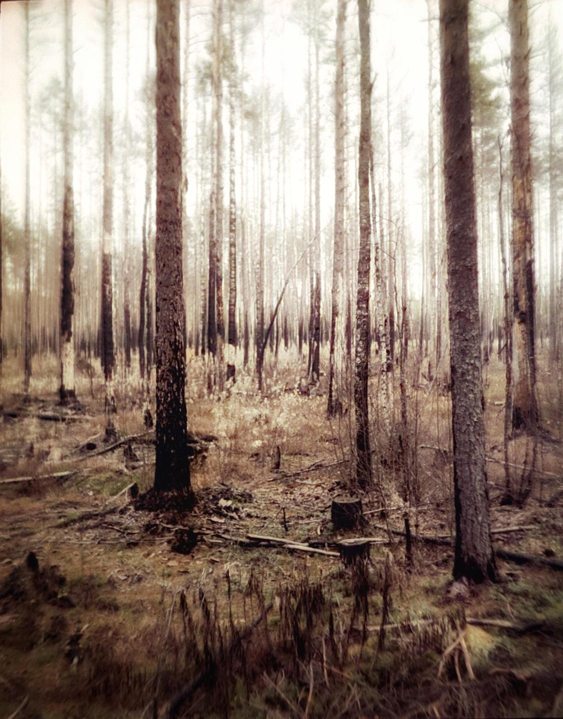 A dense forest of tall, slender trees with sparse foliage and a ground covered in dry grass and fallen branches is shown.