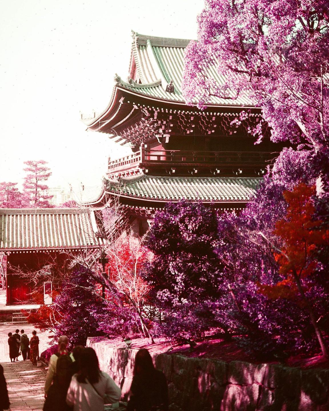 A group of people walk up a path towards a traditional Japanese temple surrounded by trees with purple and red foliage.