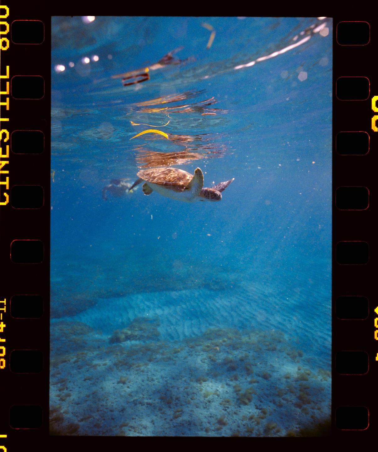 A sea turtle swims in clear blue water above a sandy bottom.