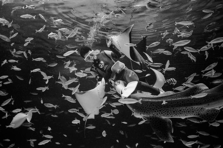 A diver in a wetsuit swims underwater surrounded by many fish, stingrays, and a leopard shark.