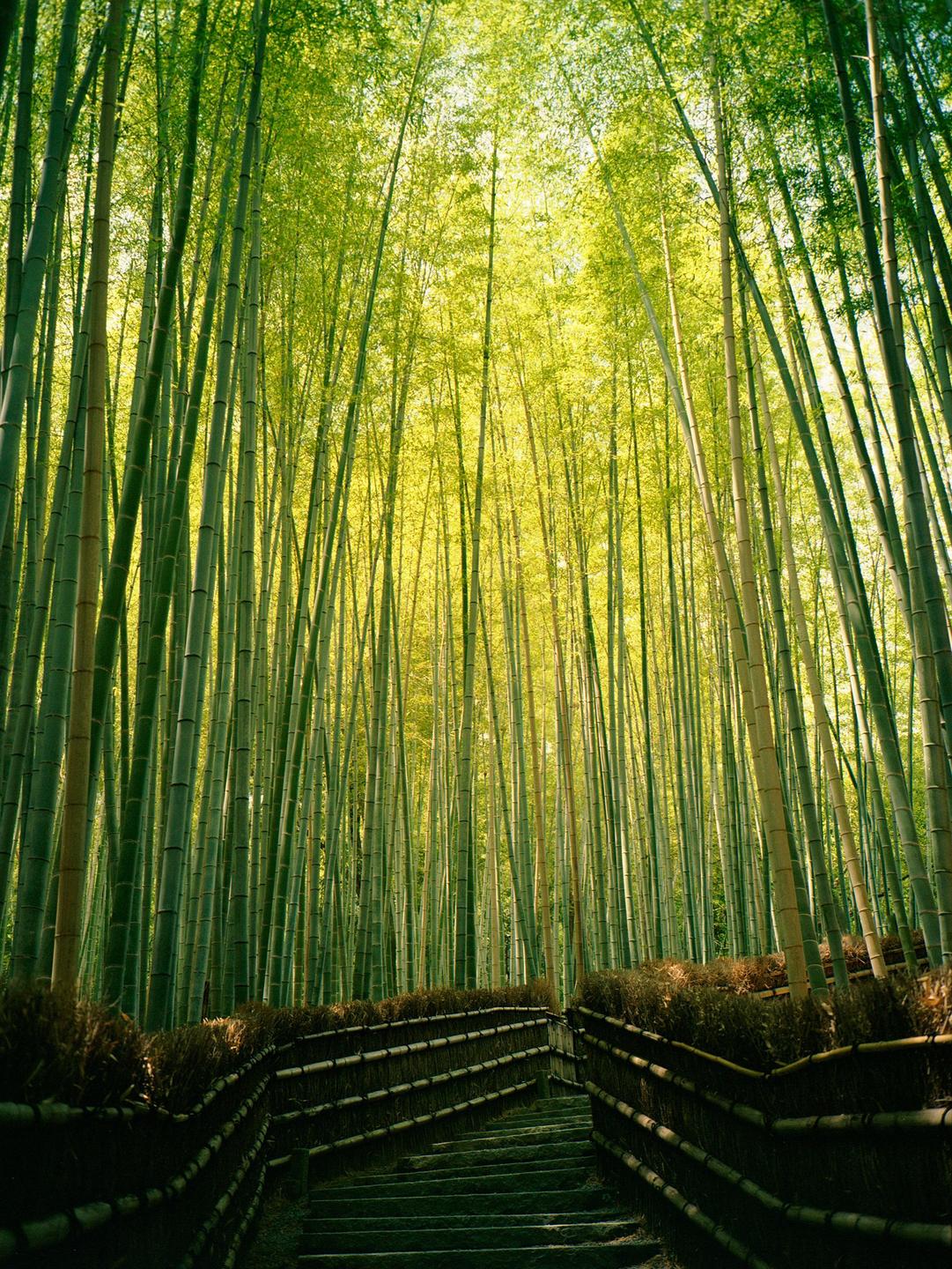 A path with a bamboo fence leads through a dense bamboo forest with bright green foliage.