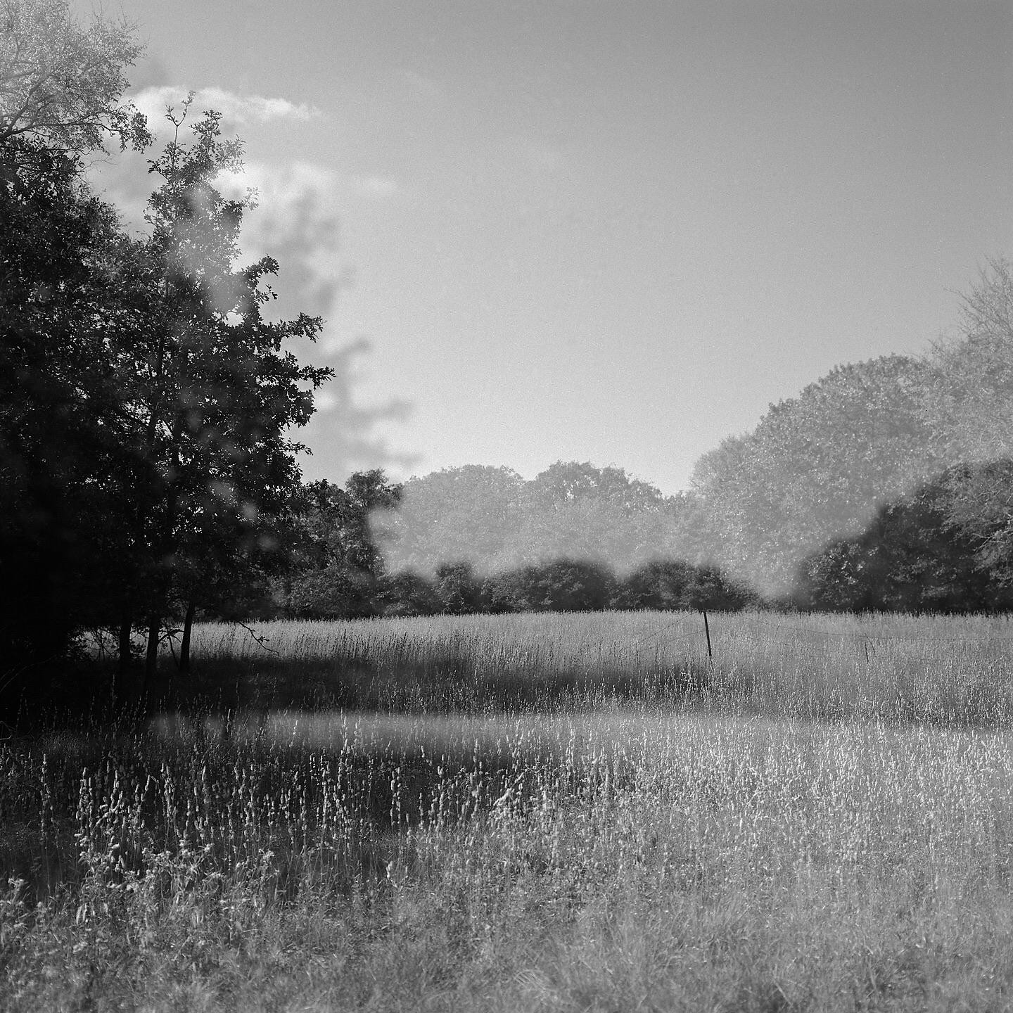 A double exposure shows a field of tall grass with trees in the background under a bright sky.