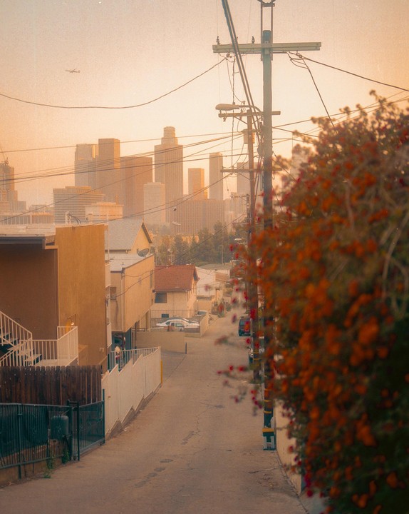 A street descends towards a city skyline with a hazy orange sky and a flowering bush in the foreground.