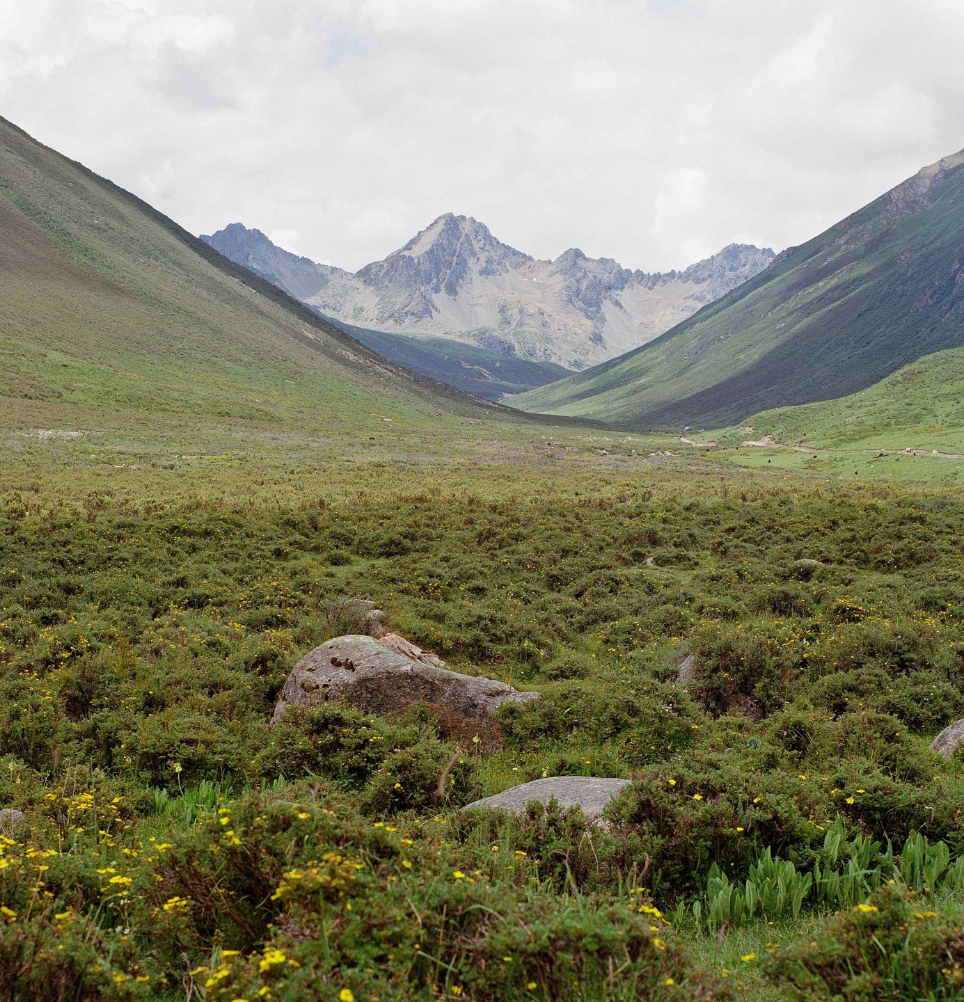 A valley with green hills and mountains in the background is covered in low-lying green bushes with small yellow flowers and scattered rocks.
