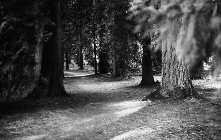A path winds through a forest with tall trees and dappled sunlight.