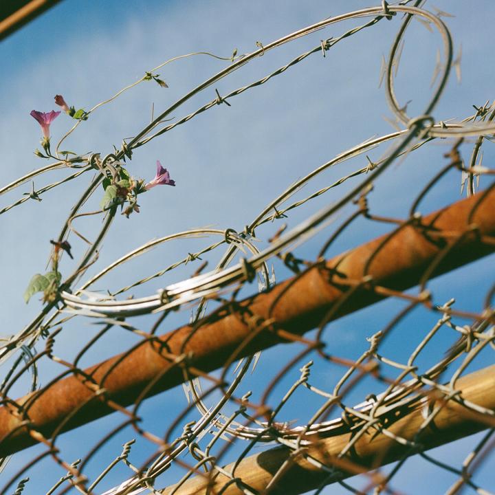 Purple flowers grow on a vine wrapped around barbed wire and a chain link fence.