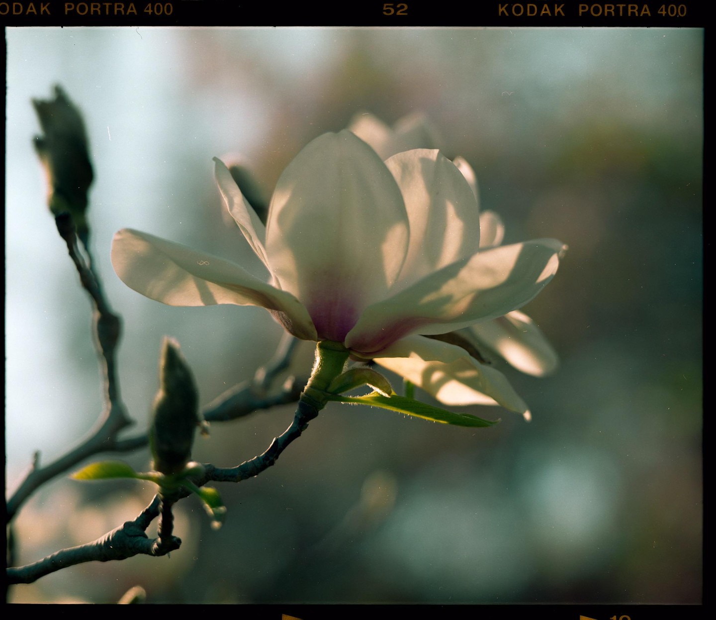 A magnolia blossom is illuminated by golden hour light.