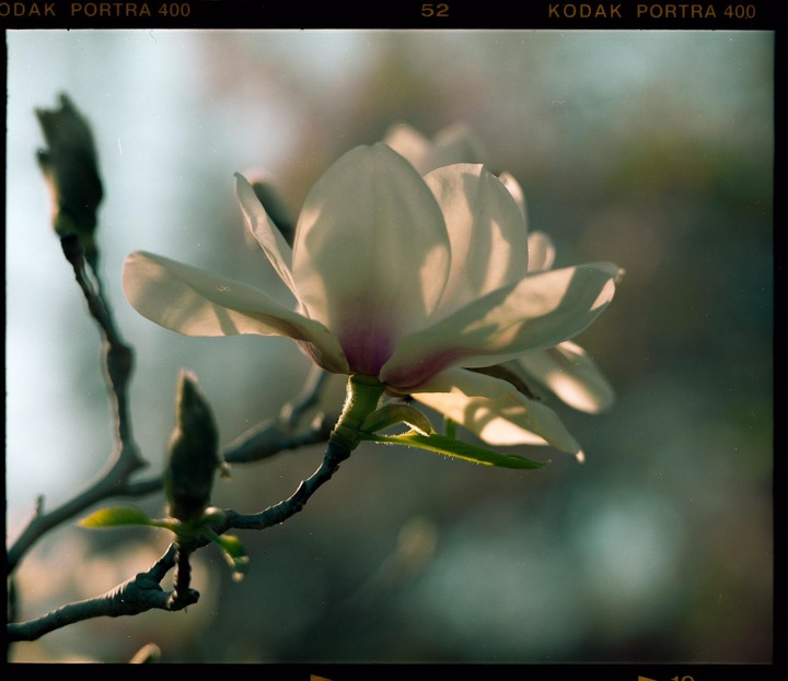 A magnolia blossom is illuminated by golden hour light.