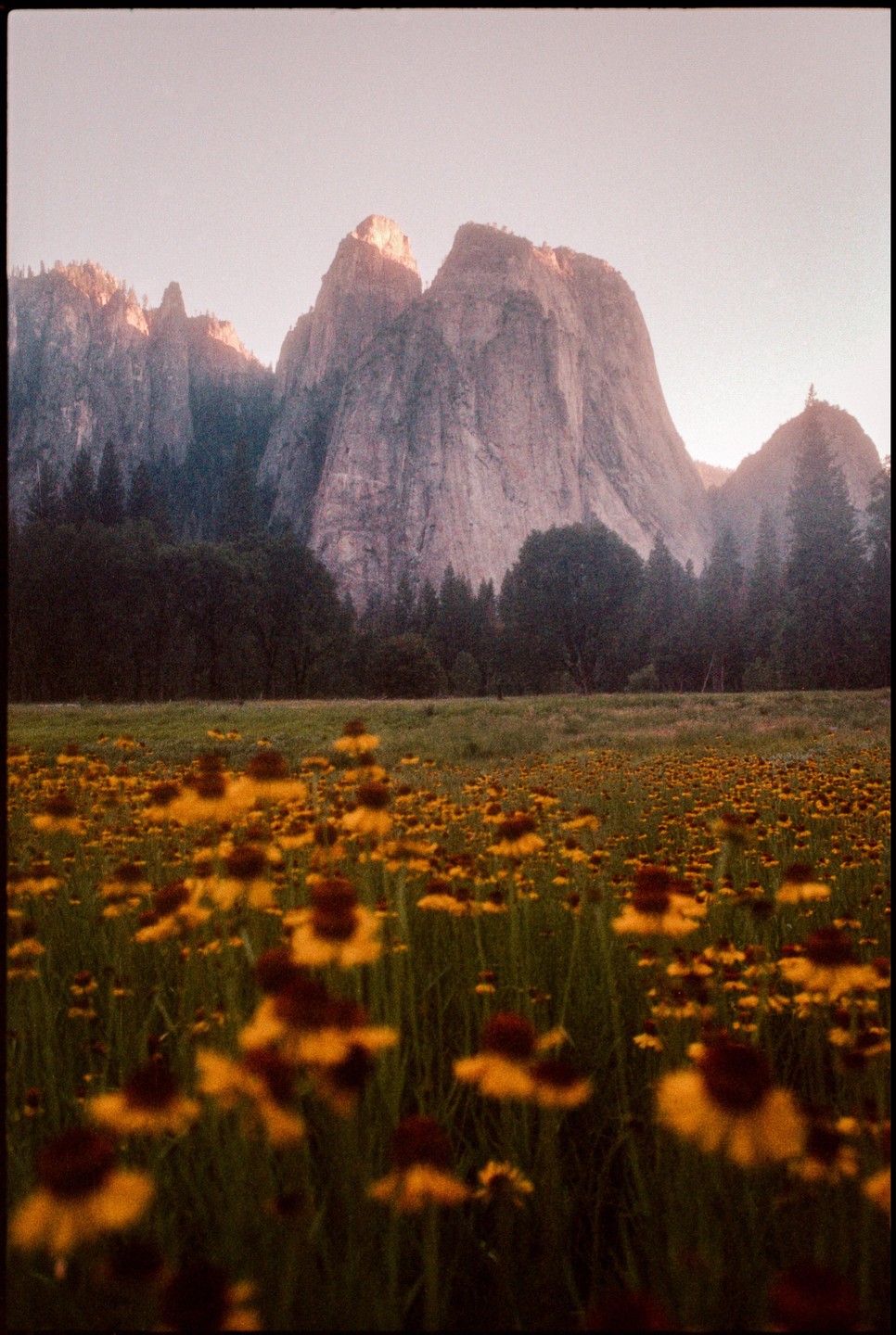 A field of yellow and brown wildflowers sits in front of a forest and large mountains under a pale sky.