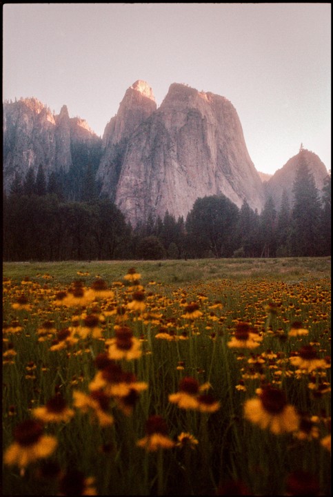 A field of yellow and brown wildflowers sits in front of a forest and large mountains under a pale sky.