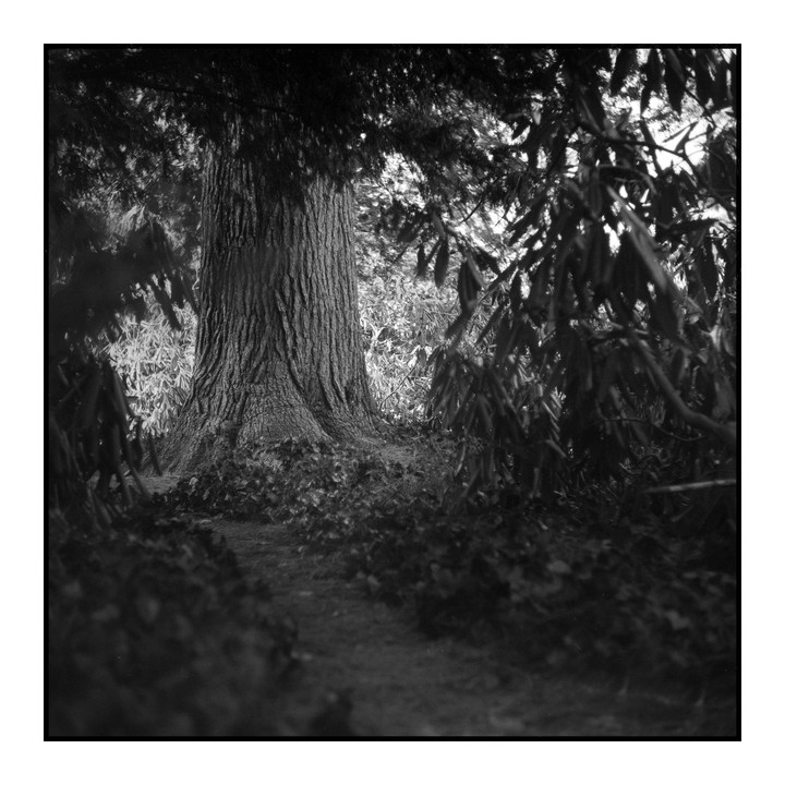A path leads to a large tree trunk in a forest.