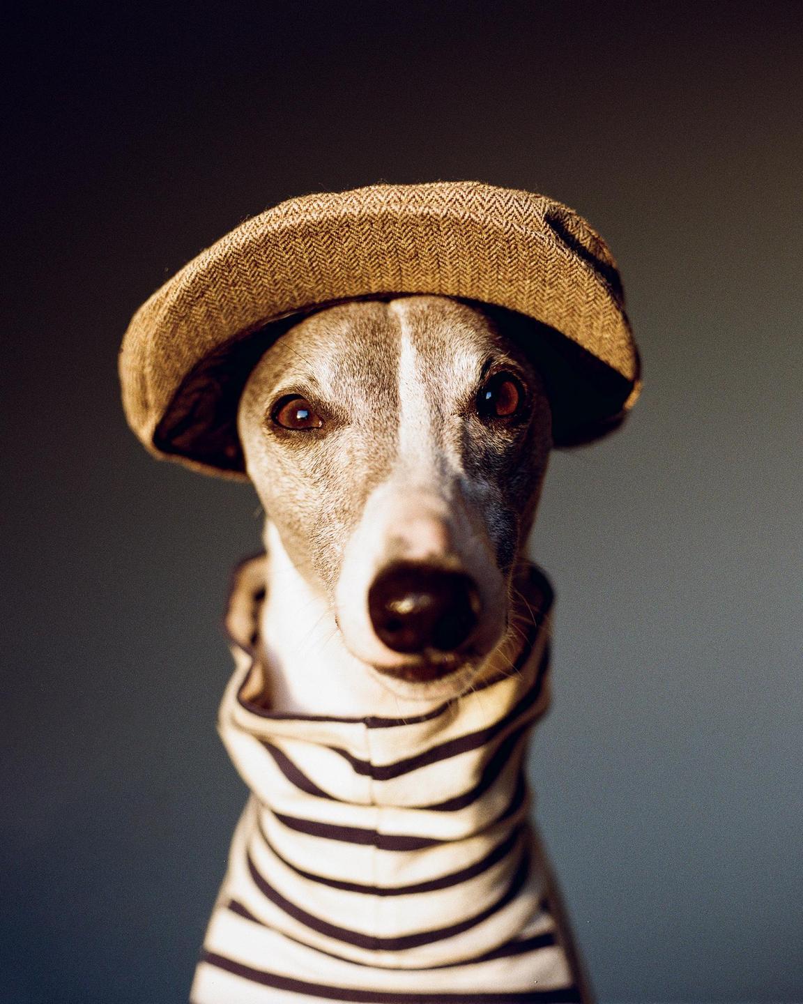 A whippet wears a flat cap and a striped shirt.