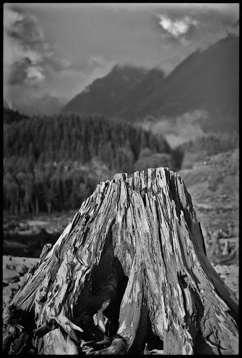 A large tree stump with exposed roots sits in the foreground, with a forest and mountains in the background under a cloudy sky.