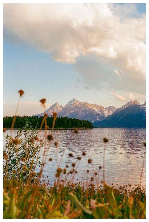 A lake with an island of trees is in the middle ground, with mountains in the background and plants in the foreground.