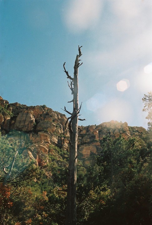A tall, dead tree stands in front of a rocky mountain with green foliage under a bright sky.