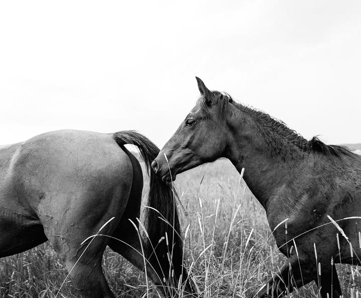 A horse stands in a field of tall grass, with its head turned towards the tail of another horse.