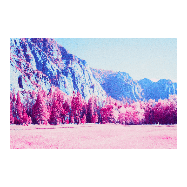A field of pink grass and trees sits before a large blue mountain range under a light blue sky.