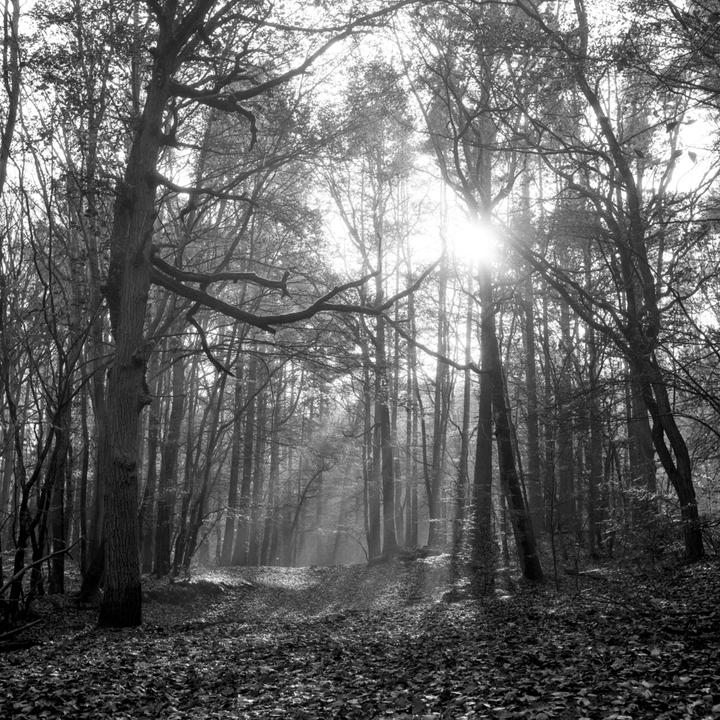 Sunlight streams through the trees in a forest with a ground covered in fallen leaves.