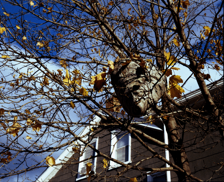 A large wasp nest hangs in a tree with yellow autumn leaves, with a house visible in the background.