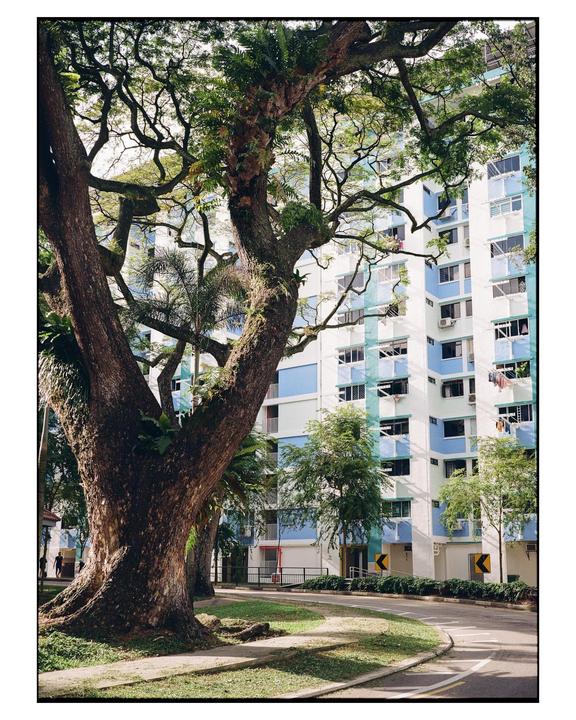 A large tree with a thick trunk and sprawling branches stands beside a road, with a tall apartment building in the background.