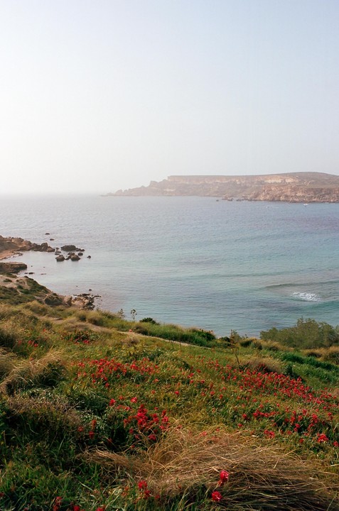A hillside covered in red flowers and green grass overlooks a bay with a rocky coastline and a distant cliff.