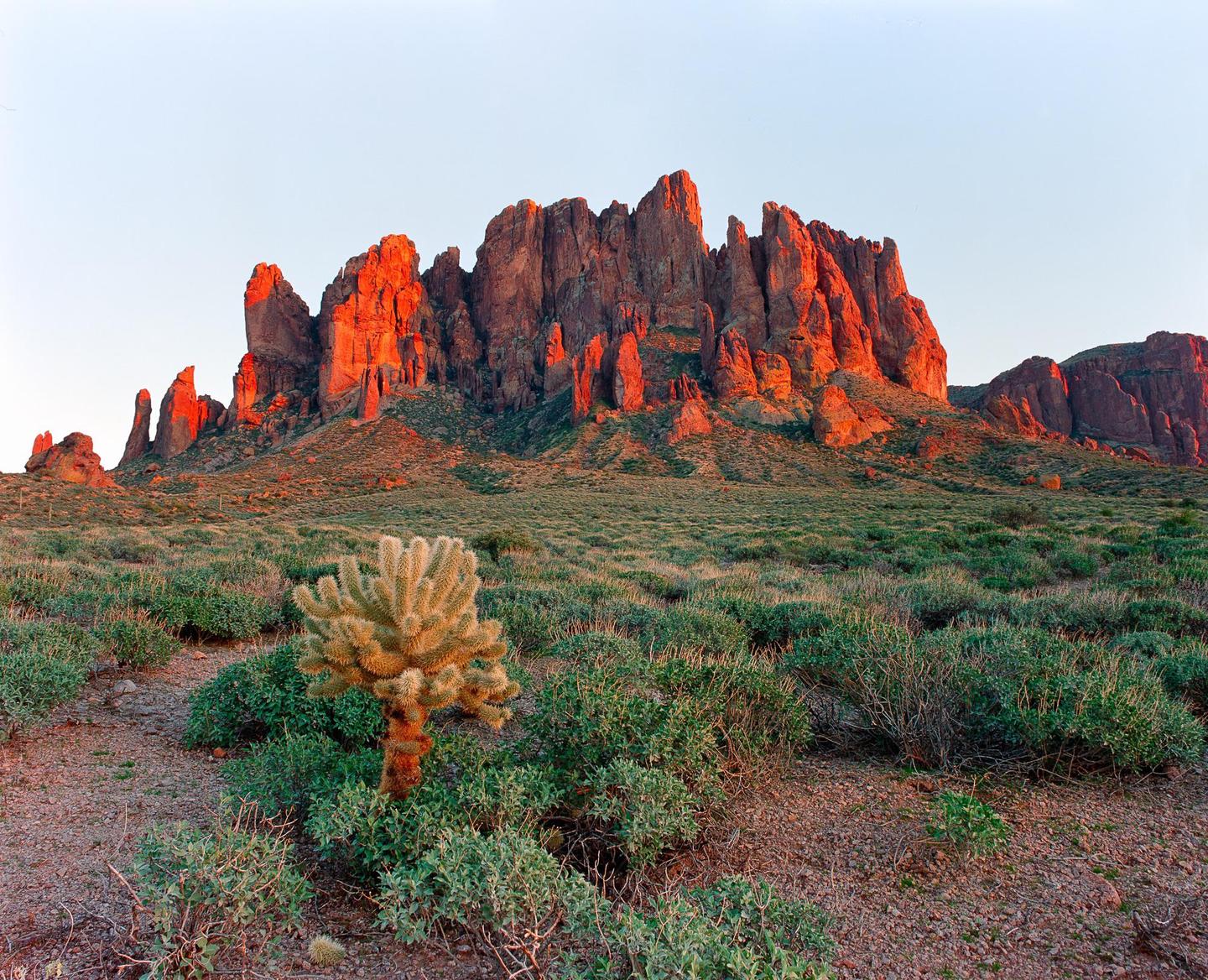 A desert landscape features a cholla cactus in the foreground and red rock mountains in the background.