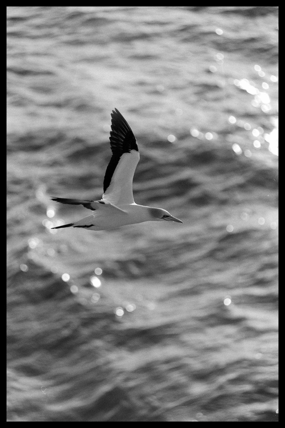 A seabird flies over sparkling water.