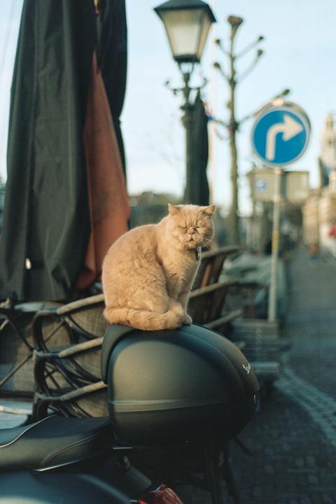A ginger cat sits on the back of a scooter on a street in Rotterdam.