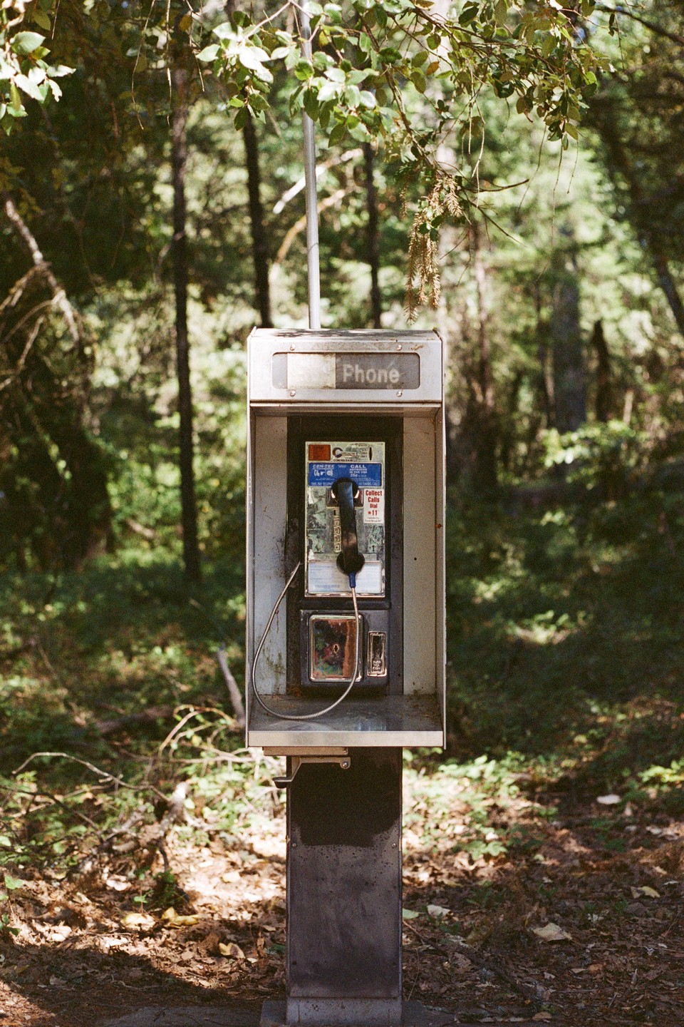 A payphone stands in a forest clearing, surrounded by trees and foliage.