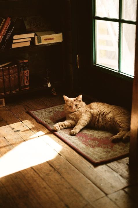 An orange cat lies on a rug in a sunlit room with a bookshelf and a window.